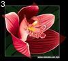 Orchidea by Kasha , 27.078 bytes , 400x360