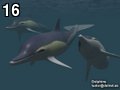 Dolphins by Tudor , 30.502 bytes, 640x480